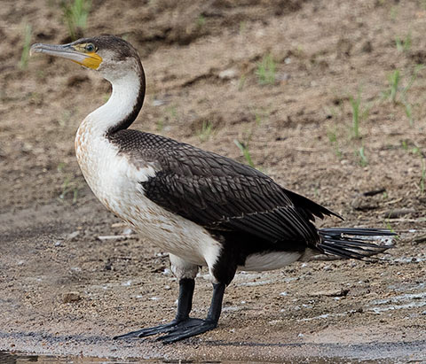 White-breasted Cormorant